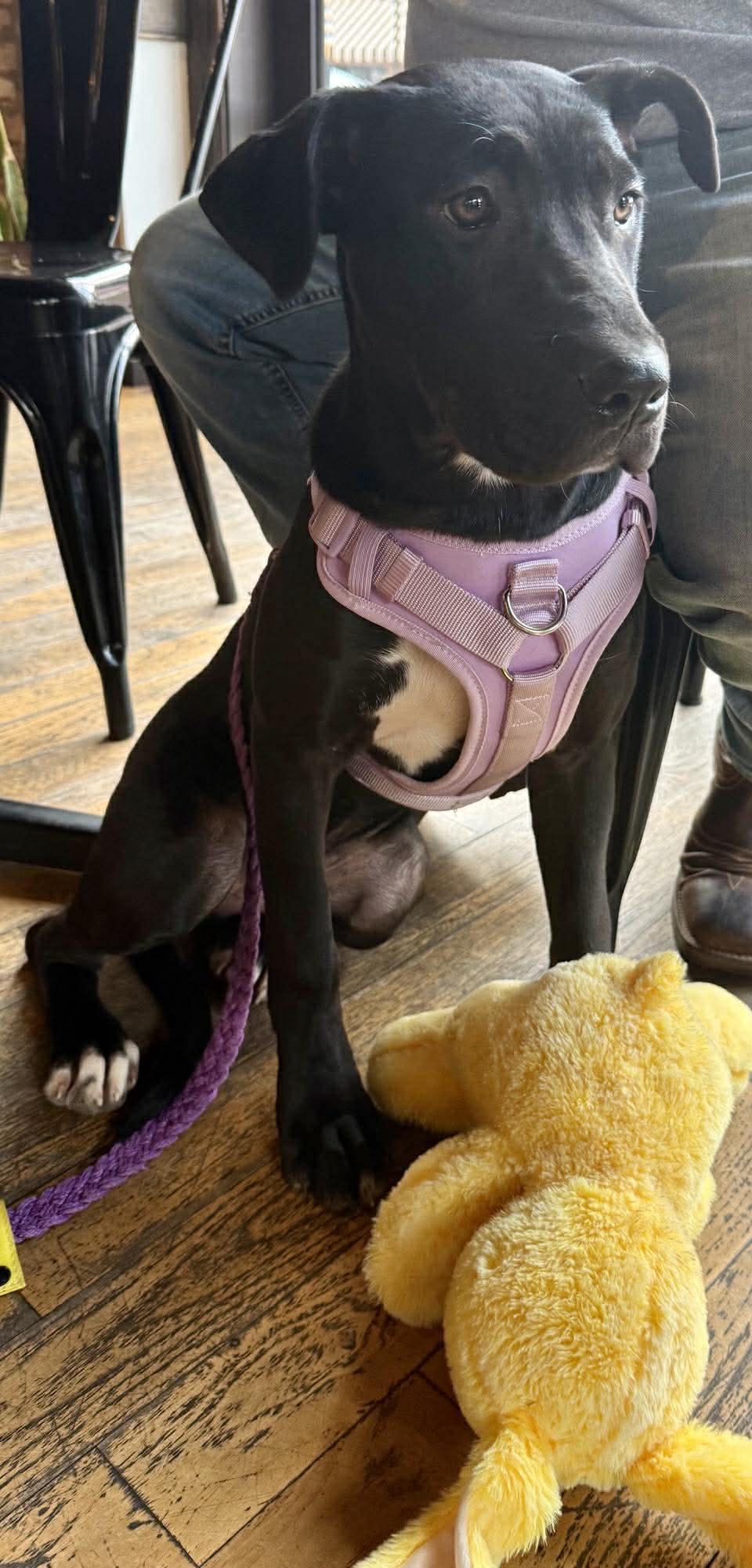 Enlarge Brinkley, a Adoptable mixed breed in Charlotte, NC image 4/6