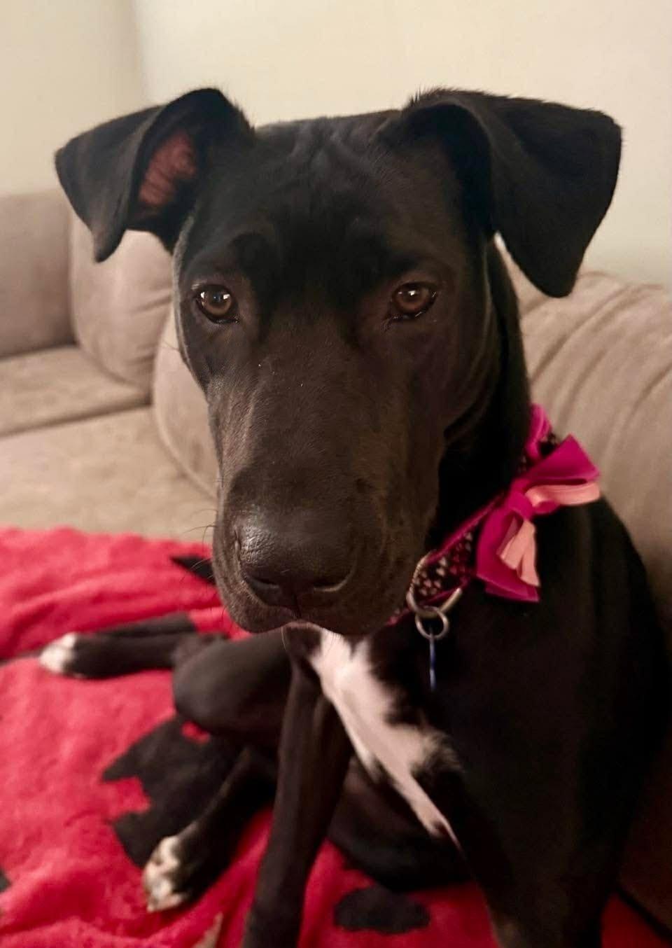 Enlarge Brinkley, a Adoptable mixed breed in Charlotte, NC image 1/6