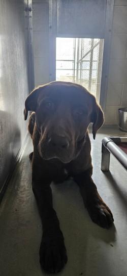 Buster, Adoptable, Adult Male Labrador Retriever & Mixed Breed.