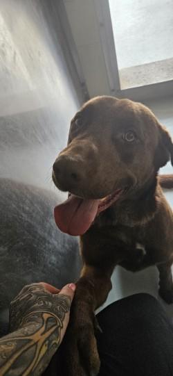 Enlarge Buster, a Adoptable mixed breed in Edgewood, NM image 2/2
