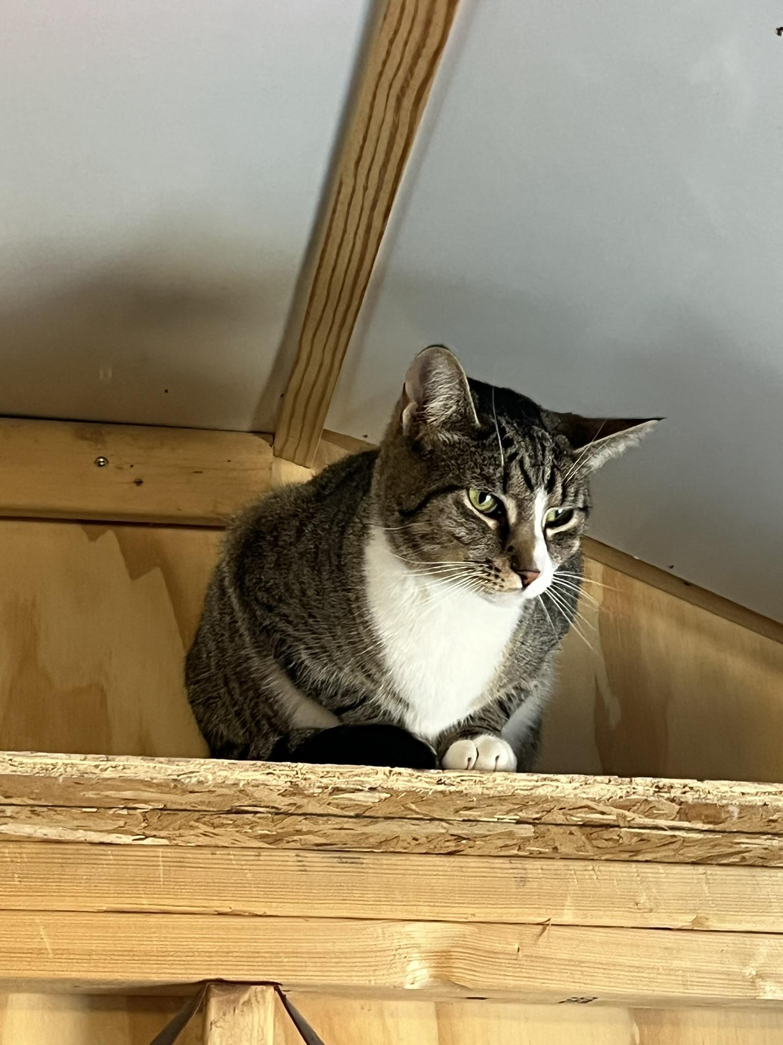 Girly, Adoptable, Young Female Domestic Short Hair.