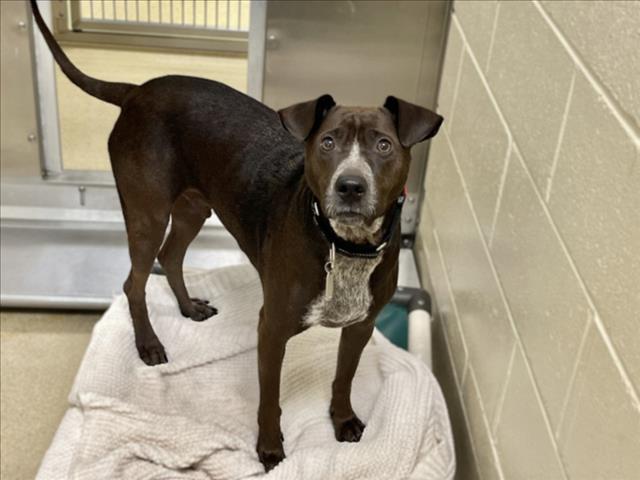 Enlarge LEO, a Adoptable Labrador Retriever in Chapel Hill, NC image 1/1