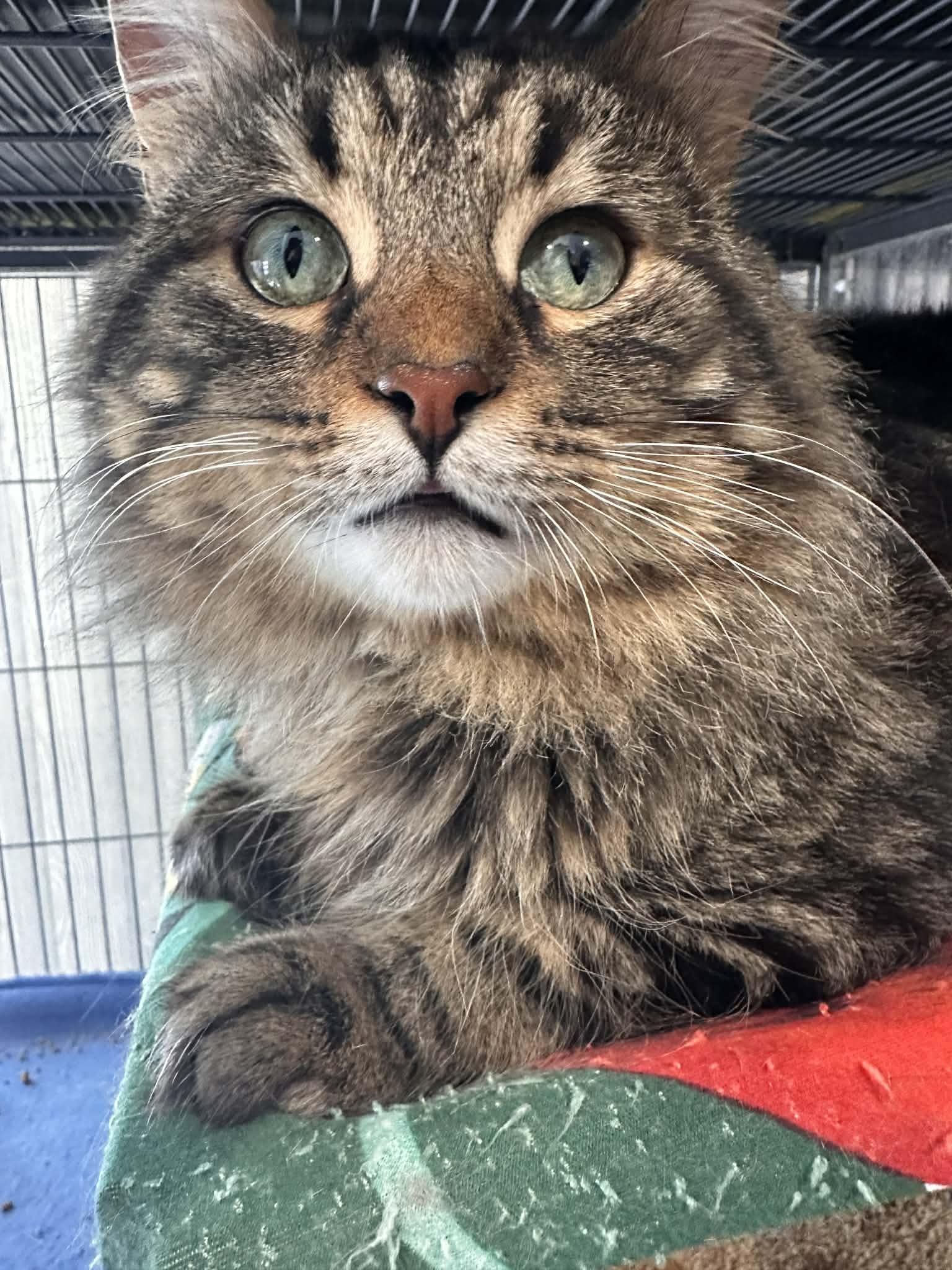 Enlarge HUNTER, an adopted Domestic Long Hair in Tillsonburg, ON image 5/6