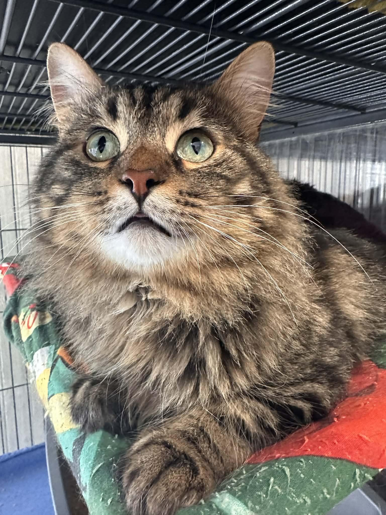 Enlarge HUNTER, an adopted Domestic Long Hair in Tillsonburg, ON image 6/6