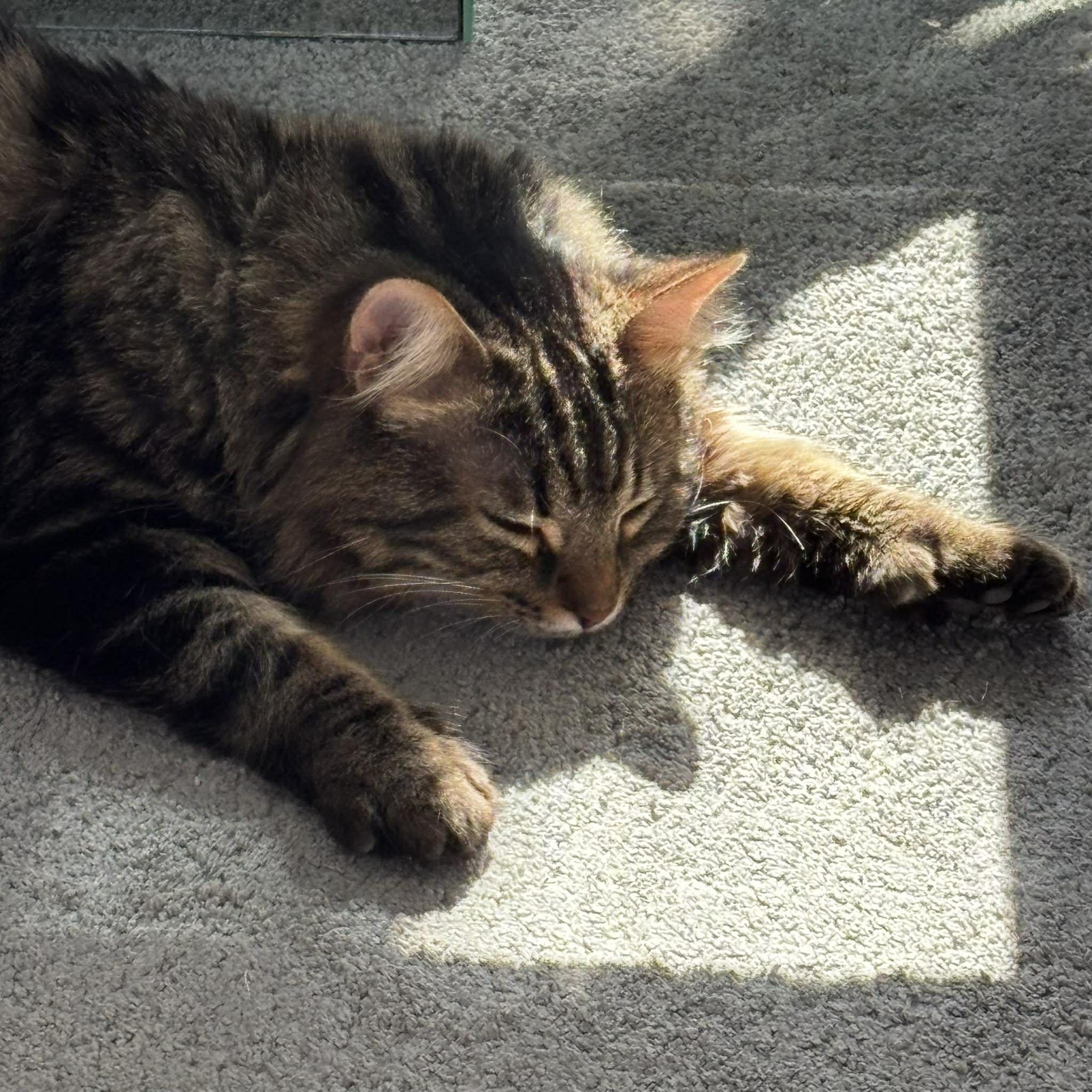 Enlarge HUNTER, an adopted Domestic Long Hair in Tillsonburg, ON image 2/6