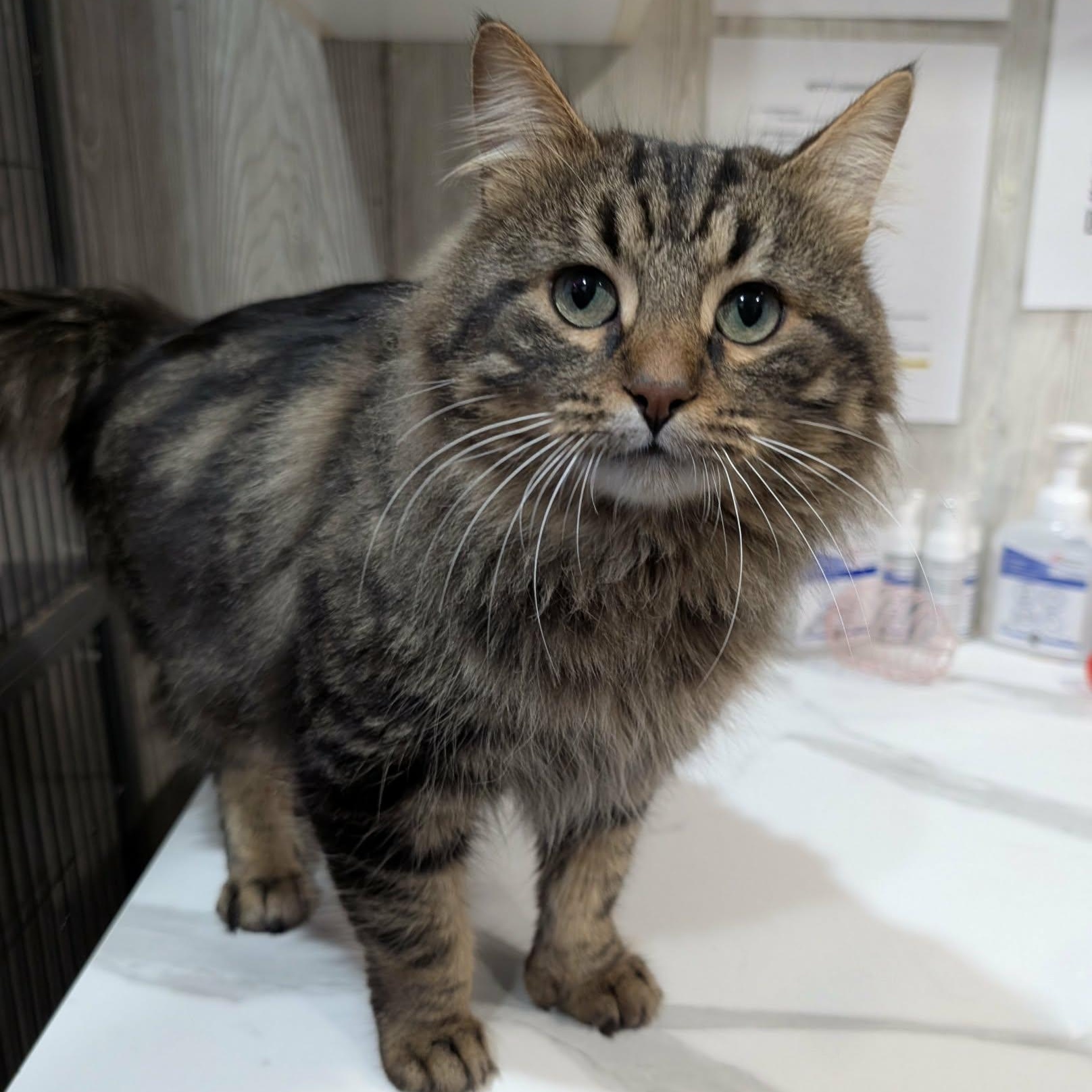 Enlarge HUNTER, an adopted Domestic Long Hair in Tillsonburg, ON image 4/6