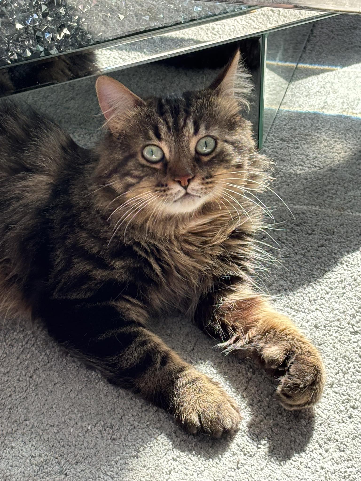 Enlarge HUNTER, an adopted Domestic Long Hair in Tillsonburg, ON image 1/6