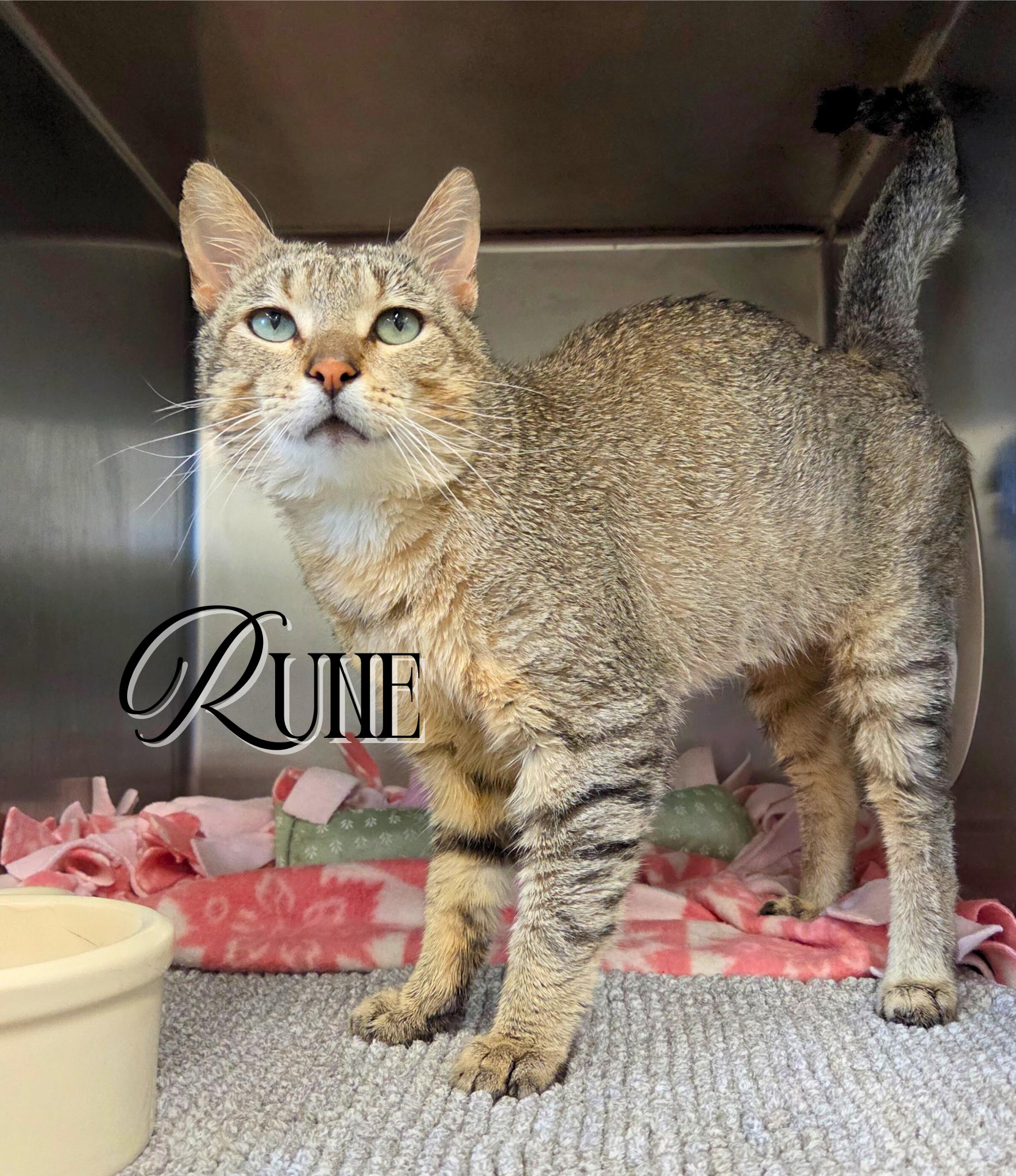Enlarge Rune, a Adoptable Domestic Short Hair in Nevada, IA image 1/1