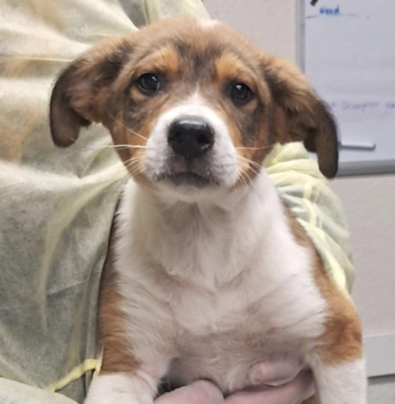 Jesse, adopted, Puppy Male Shepherd.