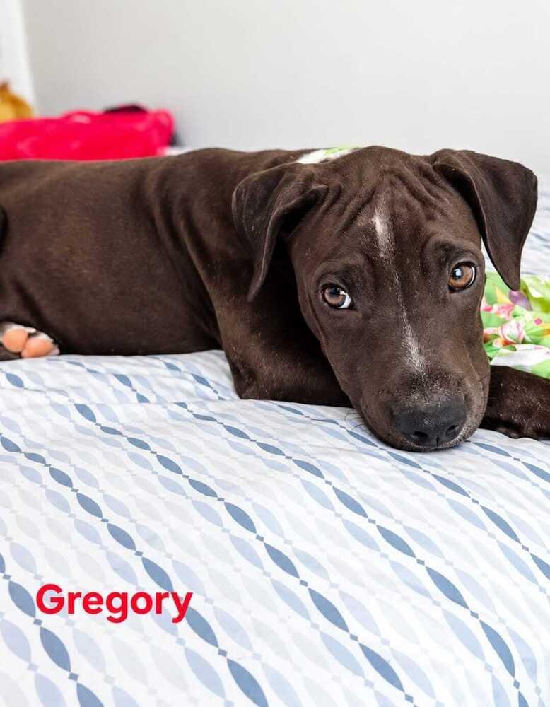 Enlarge Gregory, a Adoptable mixed breed in Naranjito, PR image 1/2