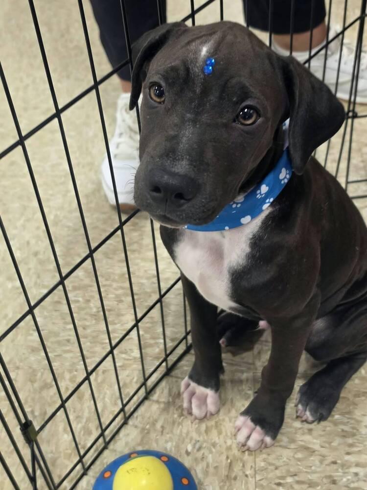 Enlarge Gregory, a Adoptable mixed breed in Naranjito, PR image 2/2