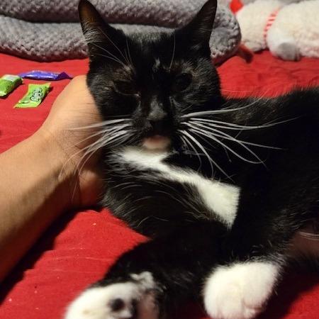 Two (Tini), Adoptable, Adult Female Domestic Short Hair.