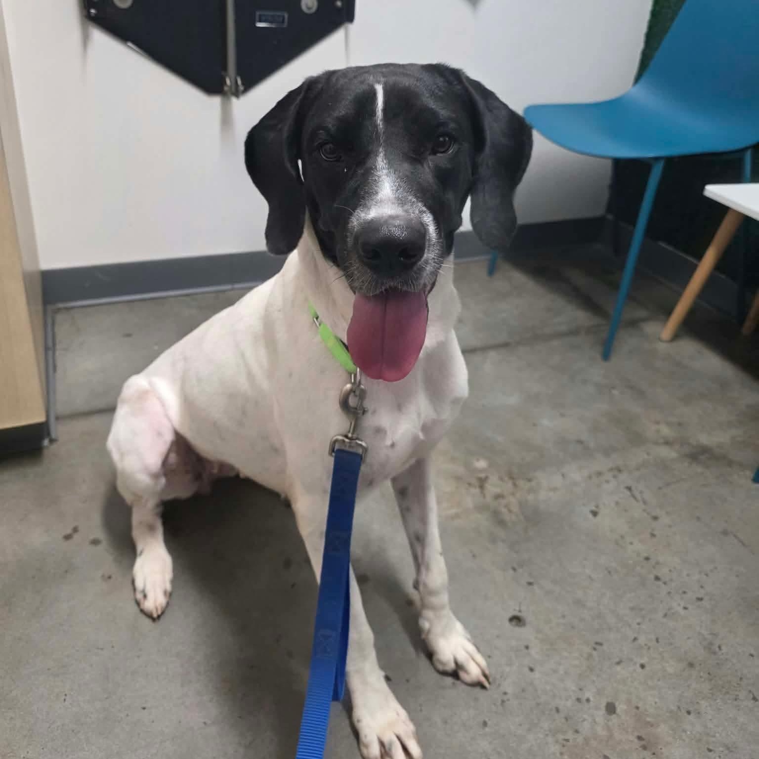 Enlarge Venus, a Adoptable mixed breed in Houston, TX image 4/5