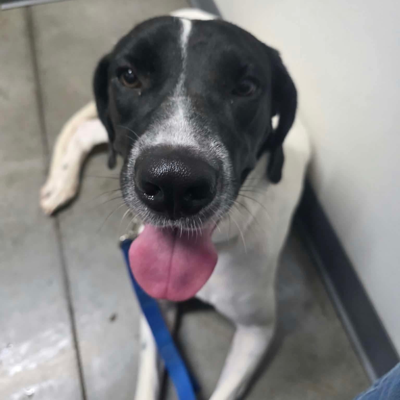 Venus, Adoptable, Young Female Great Dane & German Shorthaired Pointer.