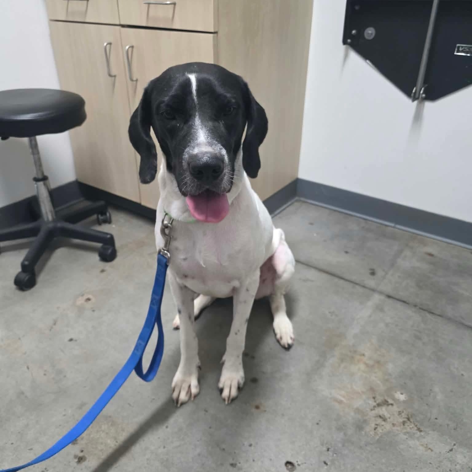 Enlarge Venus, a Adoptable mixed breed in Houston, TX image 3/5