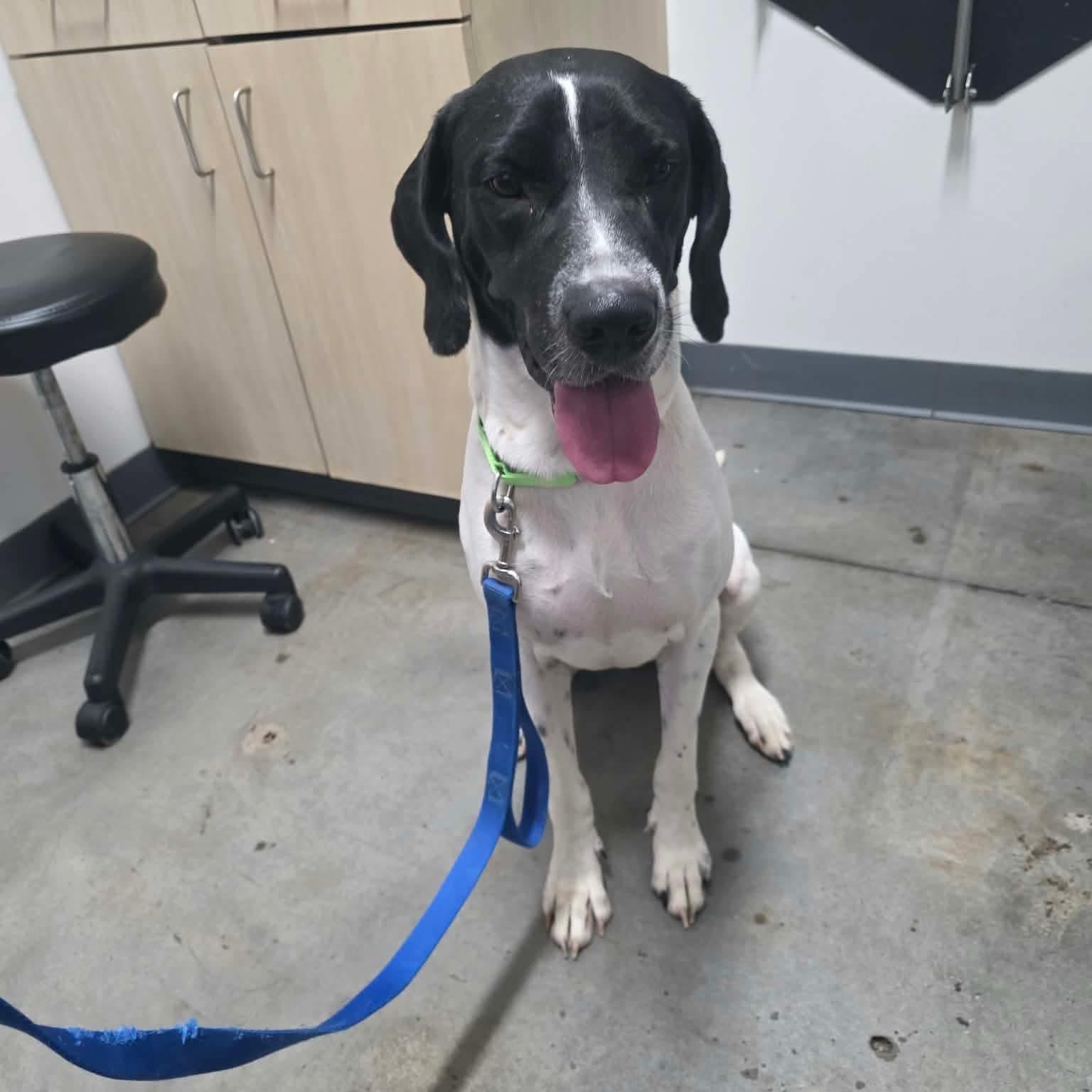 Enlarge Venus, a Adoptable mixed breed in Houston, TX image 5/5