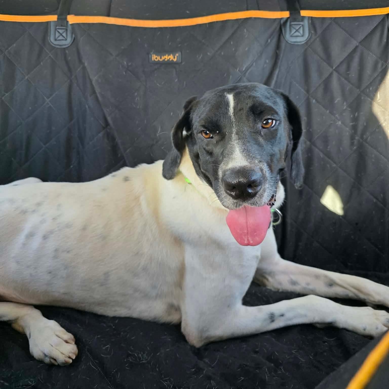 Enlarge Venus, a Adoptable mixed breed in Houston, TX image 2/5