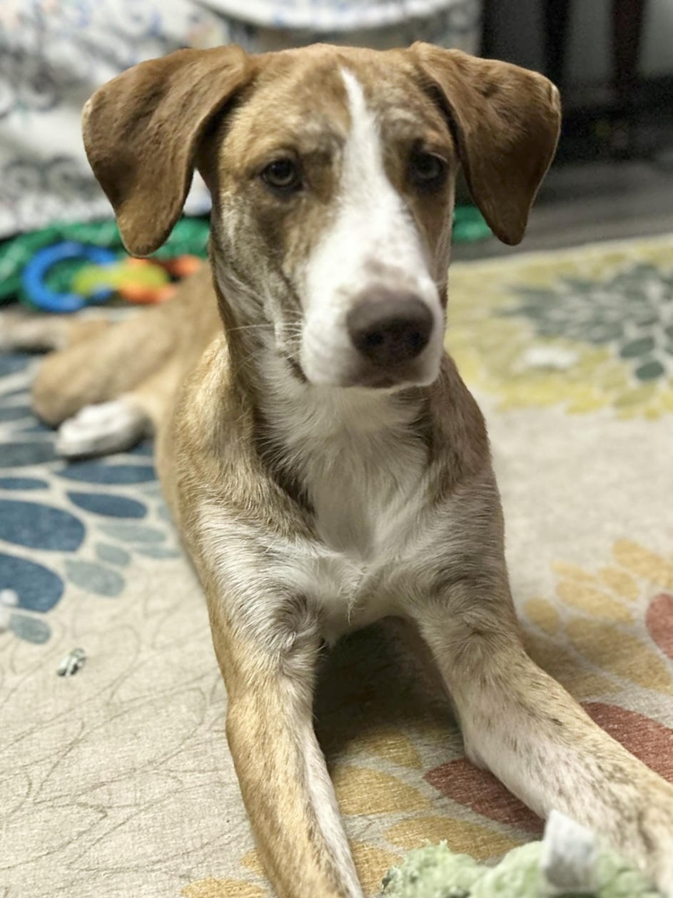 Hazel, a Adoptable mixed breed in Godfrey, IL image 4/6