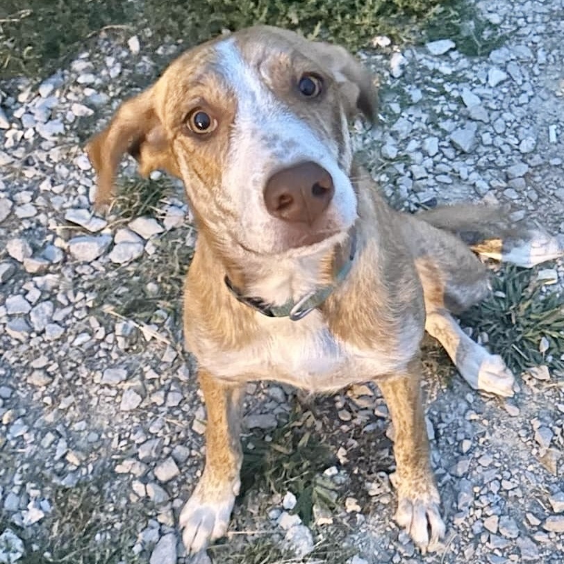 Hazel, a Adoptable mixed breed in Godfrey, IL image 2/6