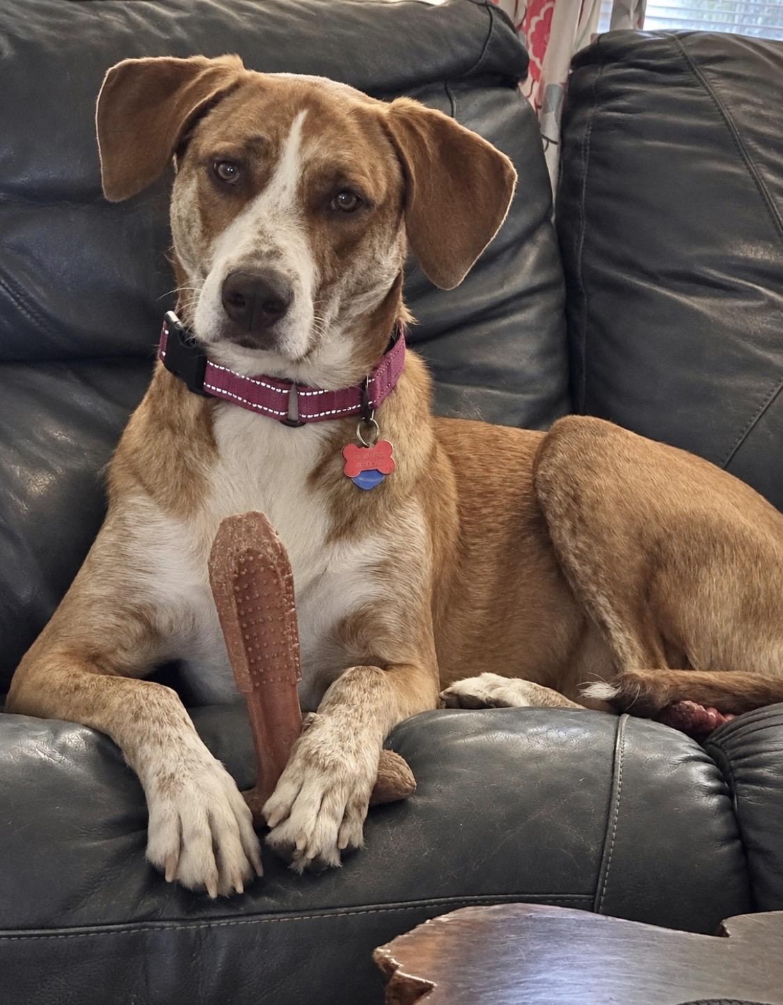 Enlarge Hazel, a Adoptable mixed breed in Godfrey, IL image 1/6