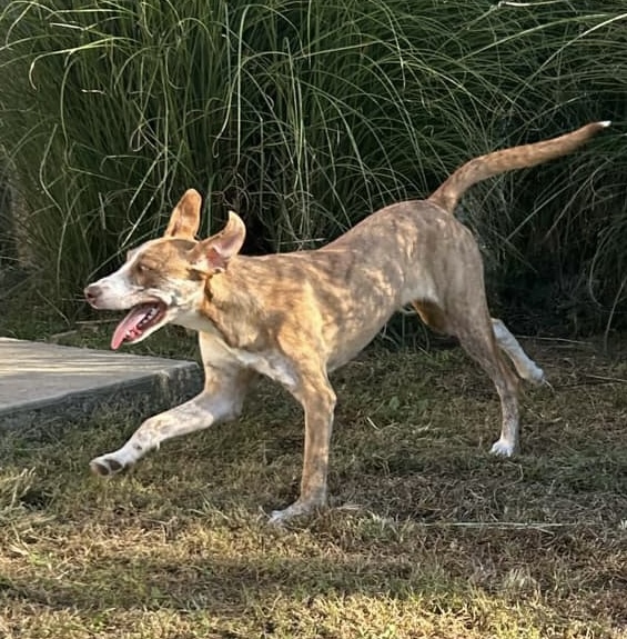 Hazel, a Adoptable mixed breed in Godfrey, IL image 5/6