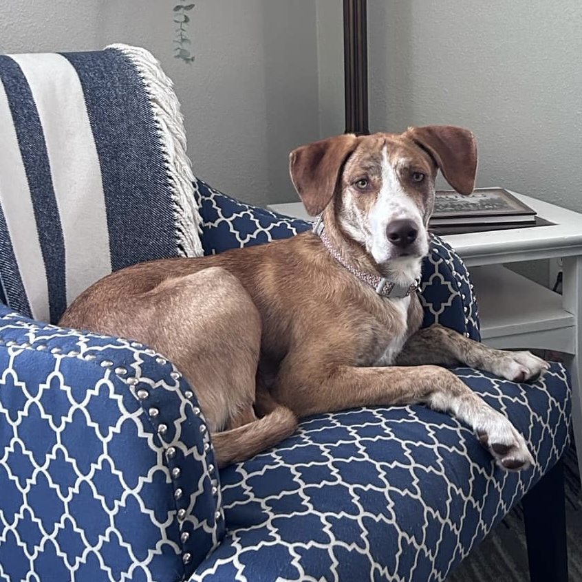 Hazel, a Adoptable mixed breed in Godfrey, IL image 6/6