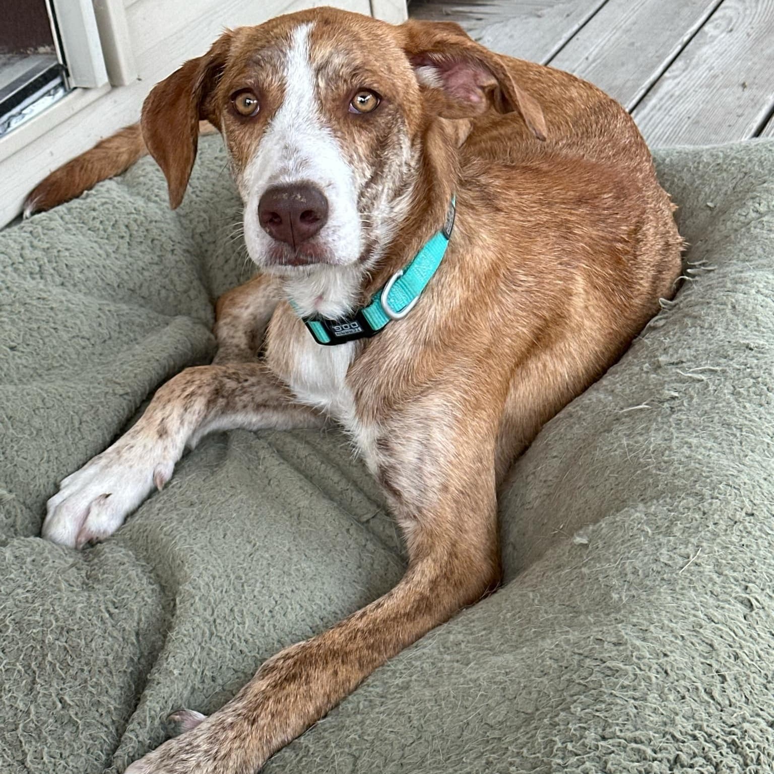 Hazel, a Adoptable mixed breed in Godfrey, IL image 1/6