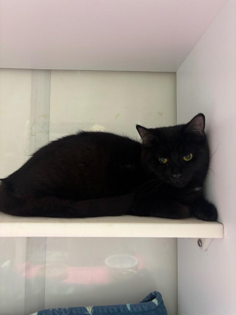 Enlarge Ivy, a Adoptable mixed breed in Wabash, IN image 1/2