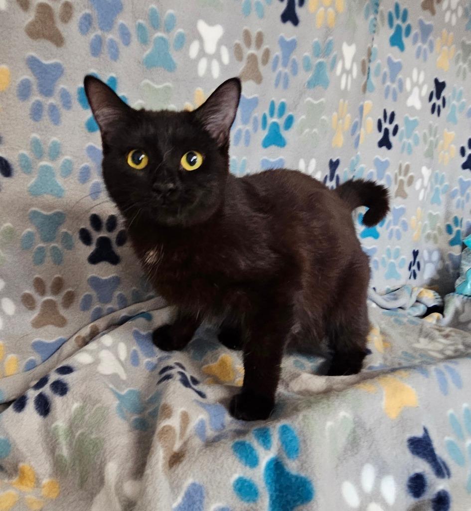 Enlarge Ivy, a Adoptable mixed breed in Wabash, IN image 2/2