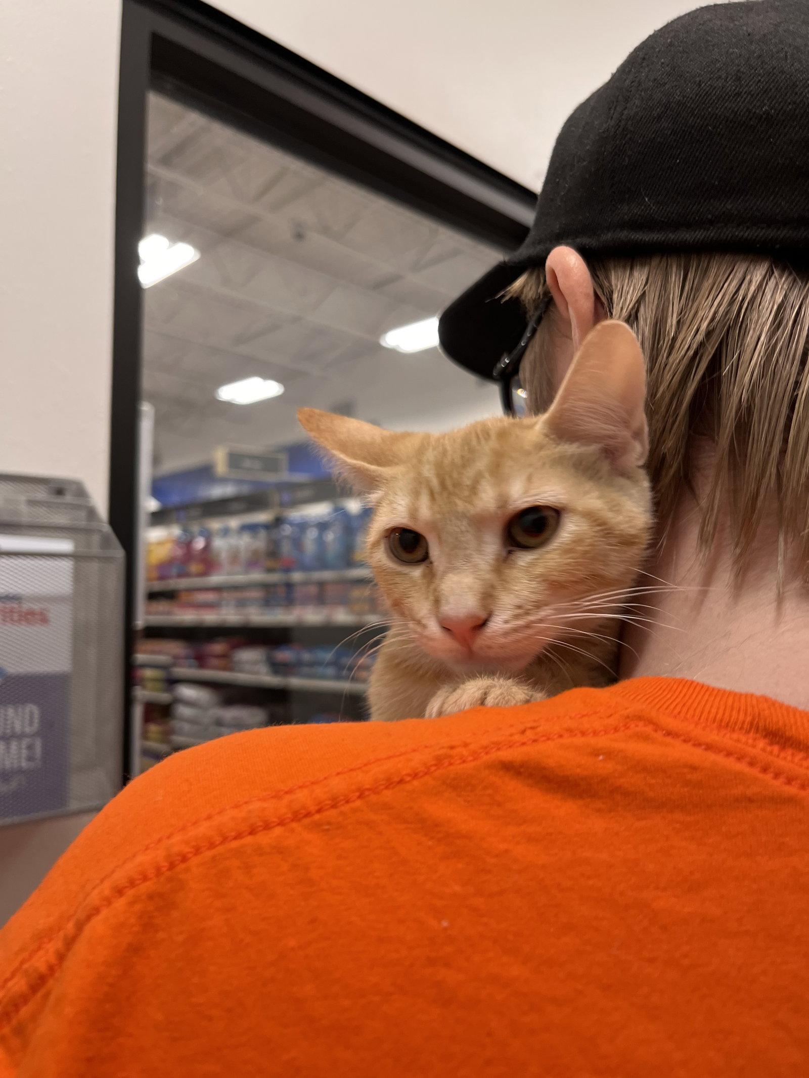 Beans, Adoptable, Young Male Domestic Short Hair.