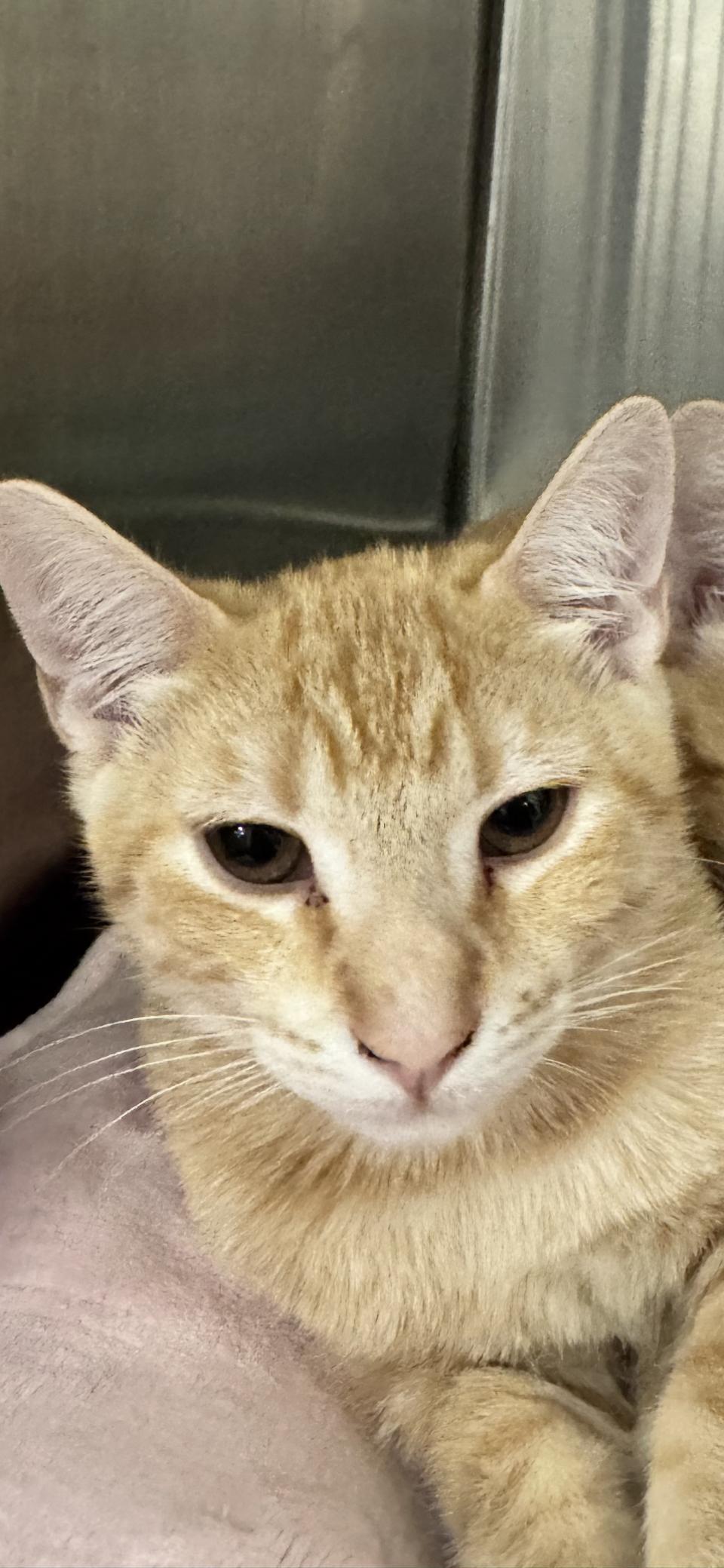 Enlarge Beans, a Adoptable Domestic Short Hair in Scottsdale, AZ image 2/2