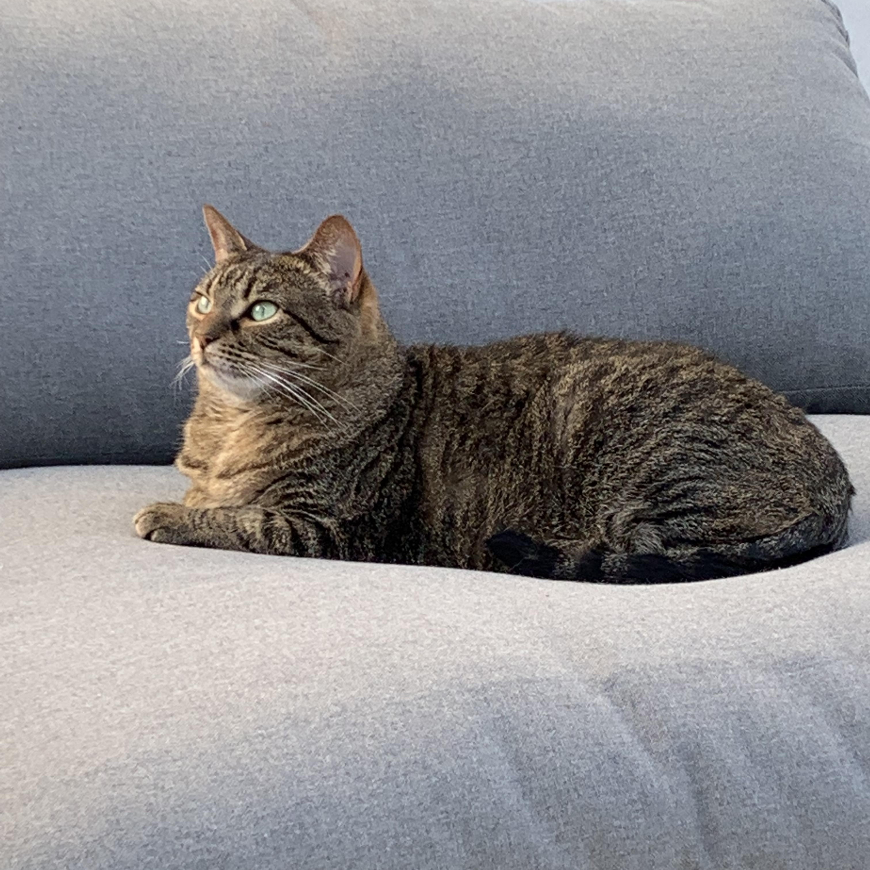 Tali, a Adoptable Domestic Short Hair in Hoboken, NJ image 2/5