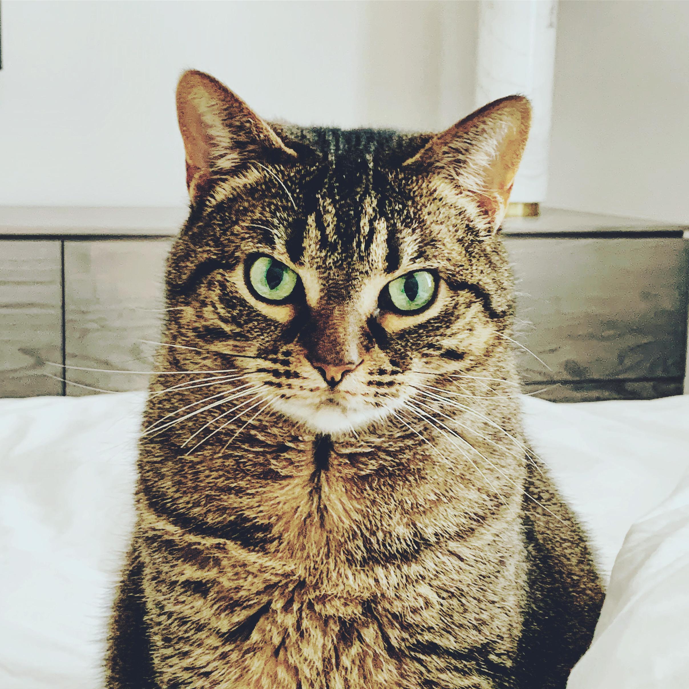 Tali, Adoptable, Senior Female Domestic Short Hair.