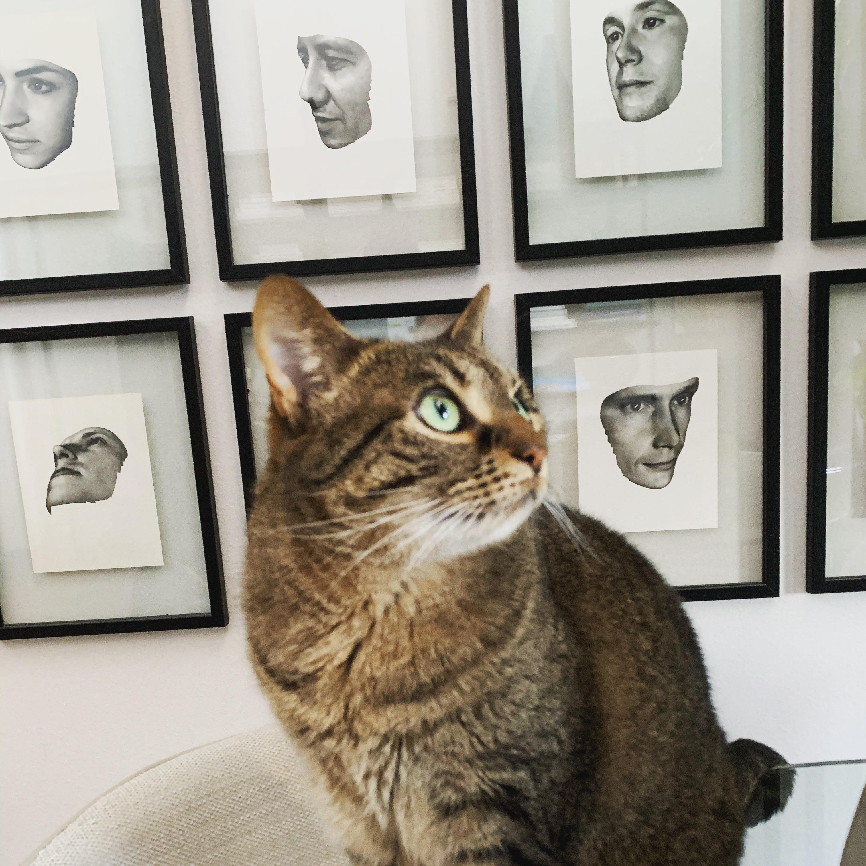 Tali, a Adoptable Domestic Short Hair in Hoboken, NJ image 3/5