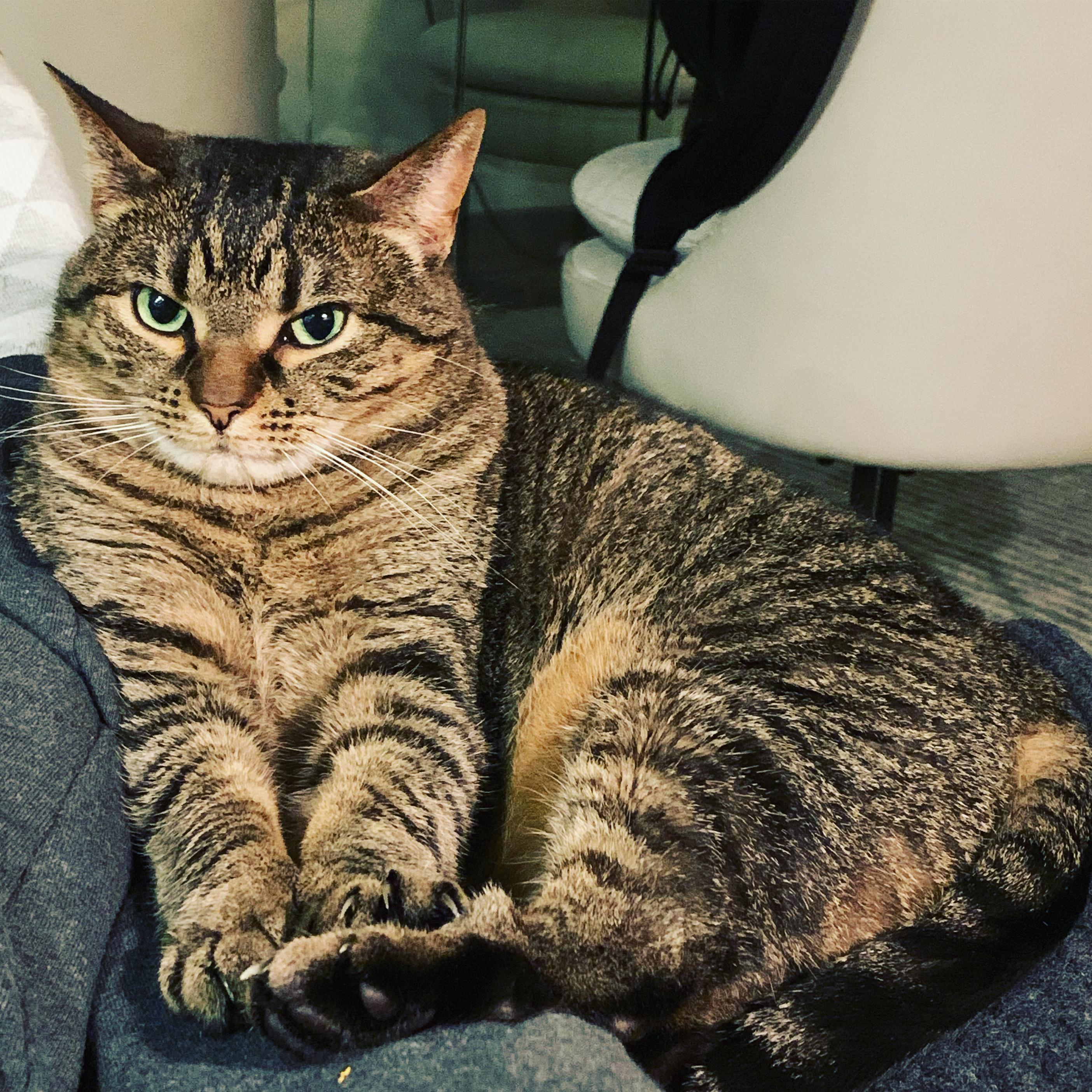 Tali, a Adoptable Domestic Short Hair in Hoboken, NJ image 4/5