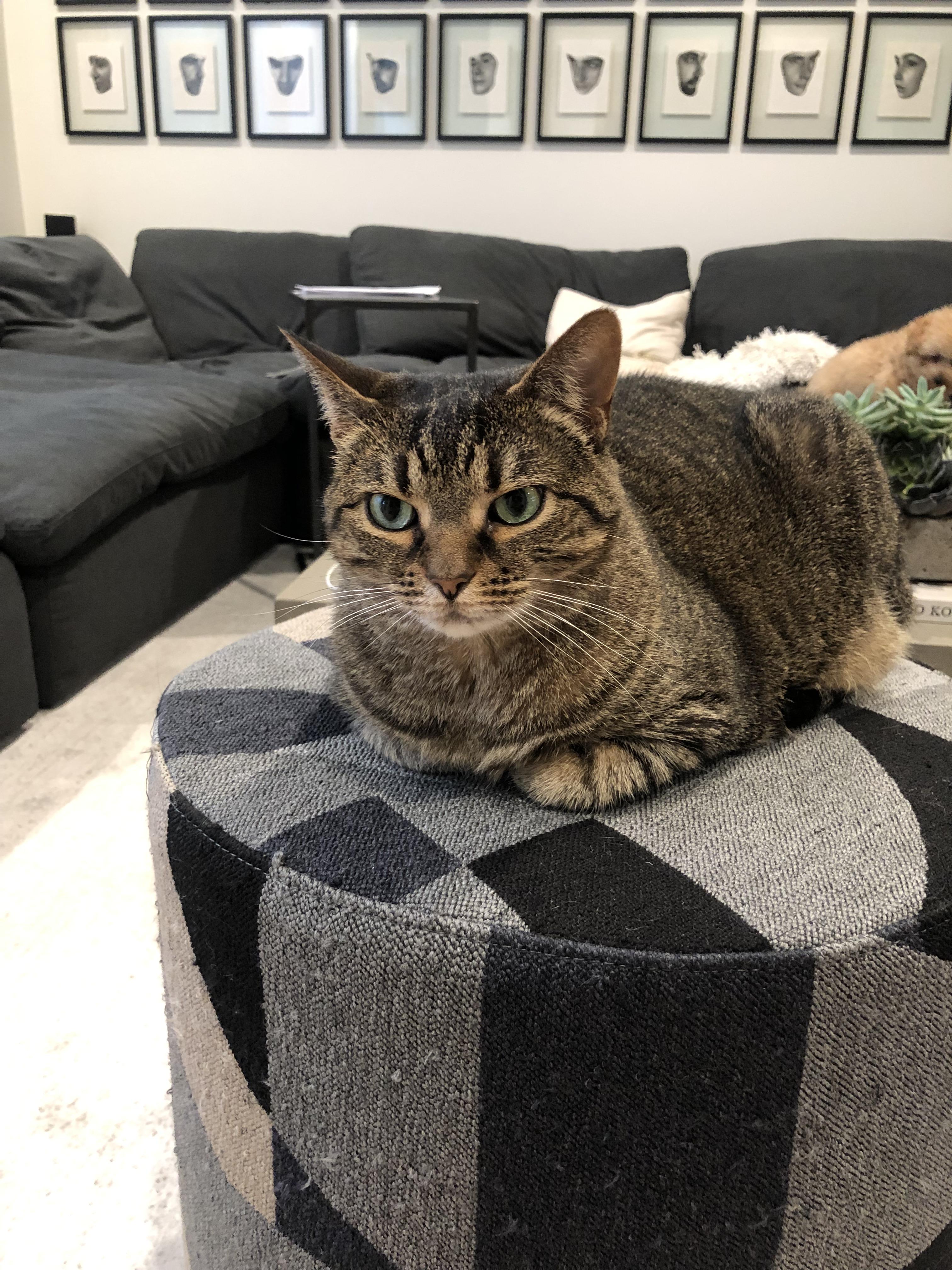 Tali, a Adoptable Domestic Short Hair in Hoboken, NJ image 5/5