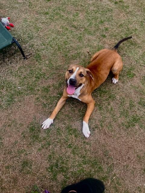 Lovey, Adoptable, Adult Female Labrador Retriever.