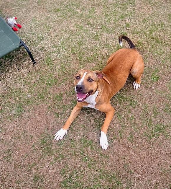 Lovey, Adoptable, Adult Female Labrador Retriever.