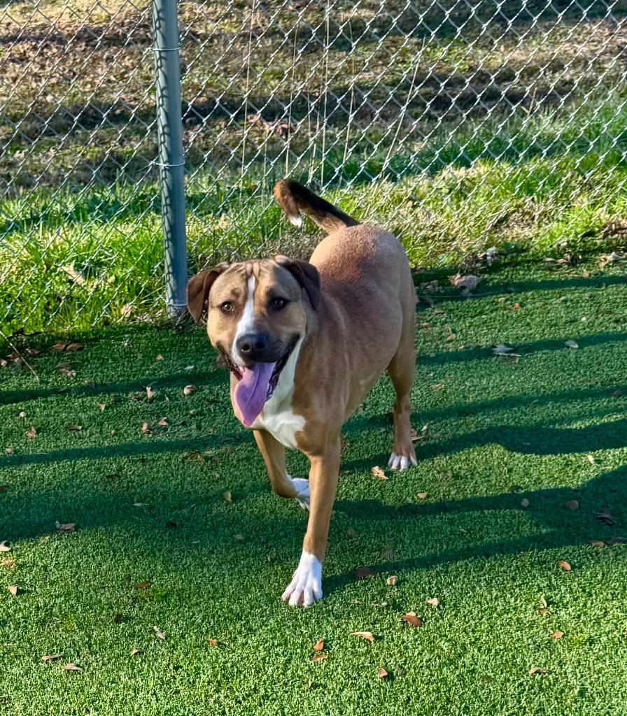 Enlarge Lovey, a Adoptable mixed breed in East Ridge, TN image 4/6