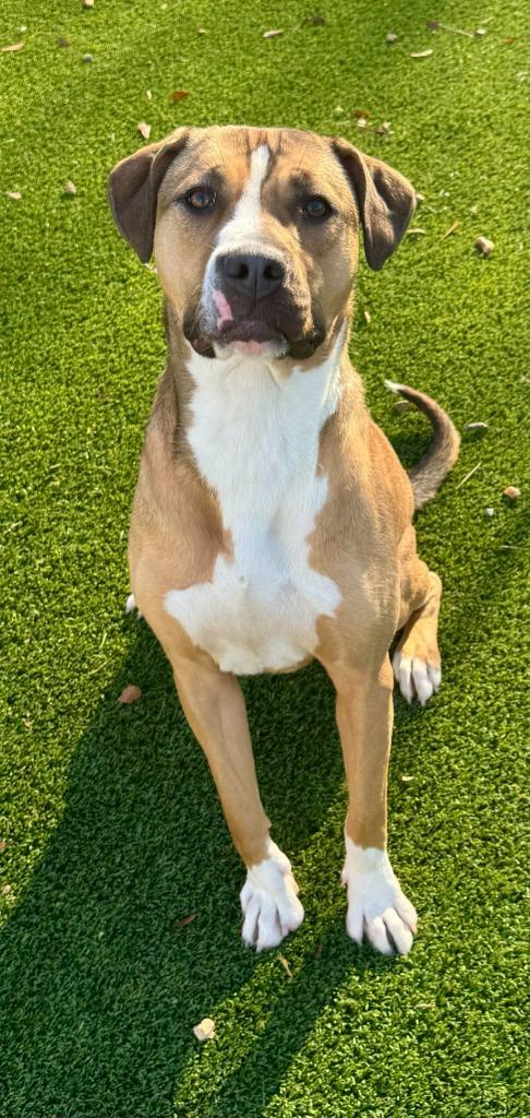 Enlarge Lovey, a Adoptable mixed breed in East Ridge, TN image 5/6