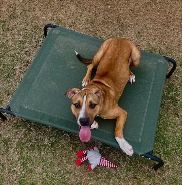 Enlarge Lovey, a Adoptable mixed breed in East Ridge, TN image 2/6