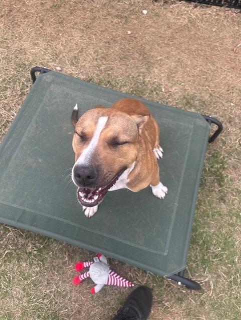 Enlarge Lovey, a Adoptable mixed breed in East Ridge, TN image 6/6