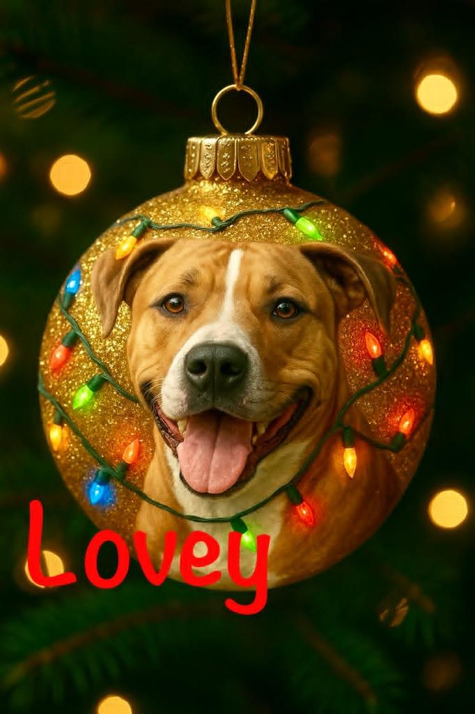 Enlarge Lovey, a Adoptable mixed breed in East Ridge, TN image 3/6