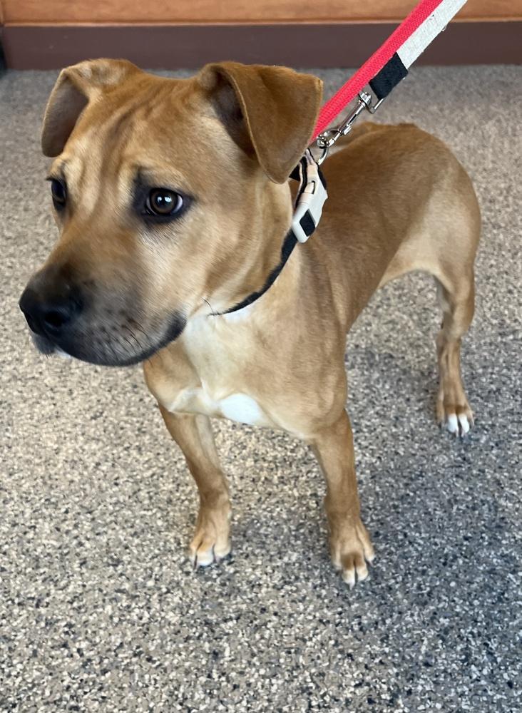 Enlarge Lloyd, a Adoptable mixed breed in Greenbelt, MD image 1/6