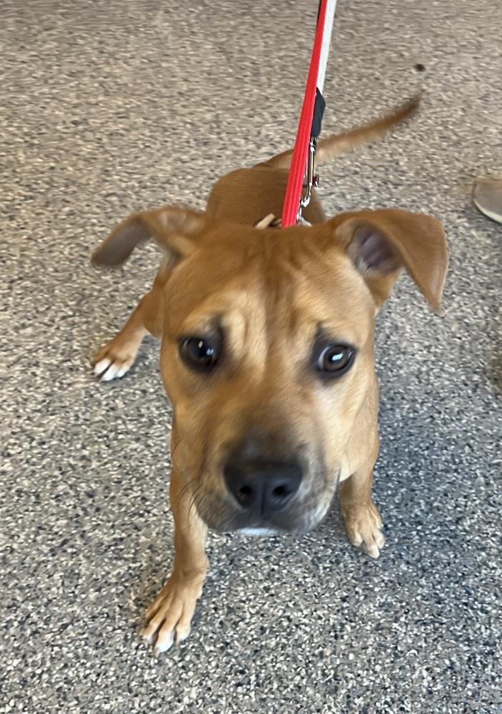 Enlarge Lloyd, a Adoptable mixed breed in Greenbelt, MD image 2/6