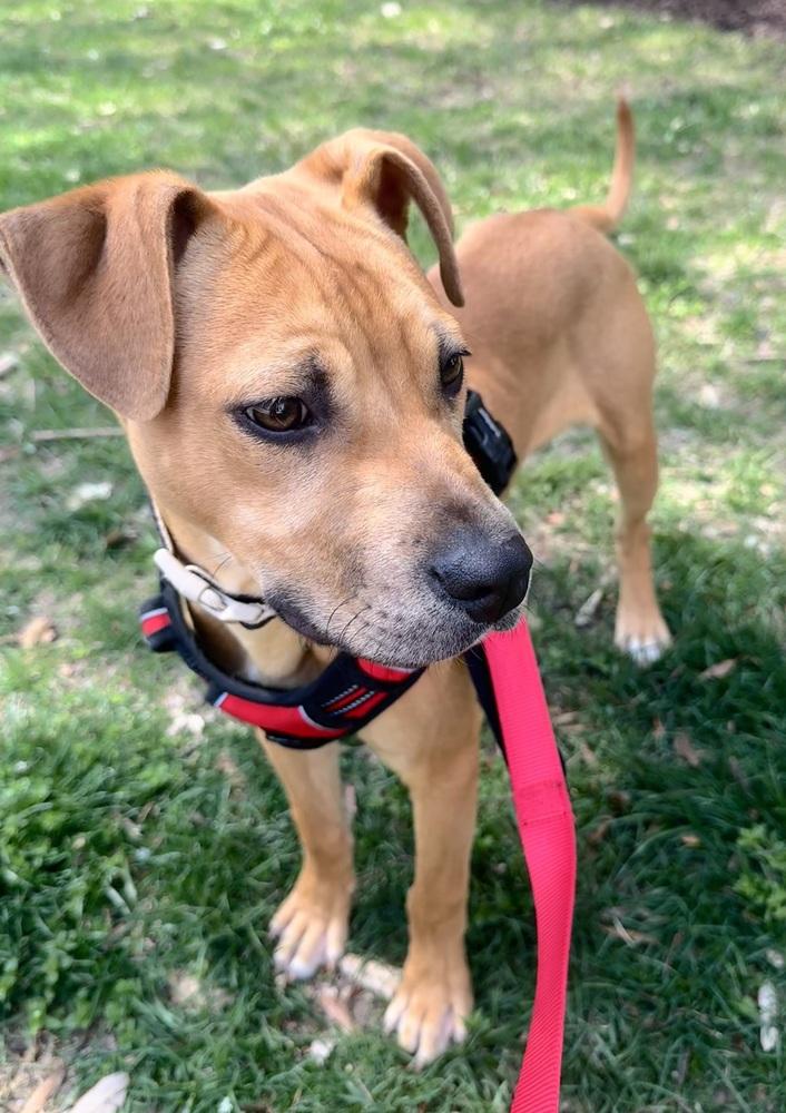 Enlarge Lloyd, a Adoptable mixed breed in Greenbelt, MD image 3/6