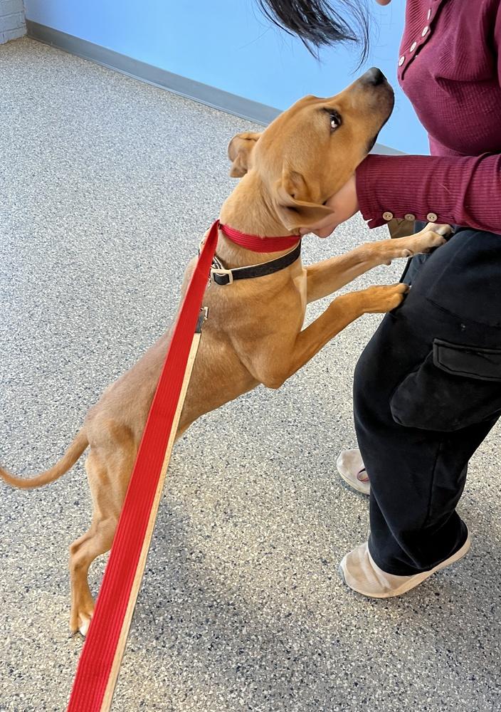 Enlarge Lloyd, a Adoptable mixed breed in Greenbelt, MD image 4/6