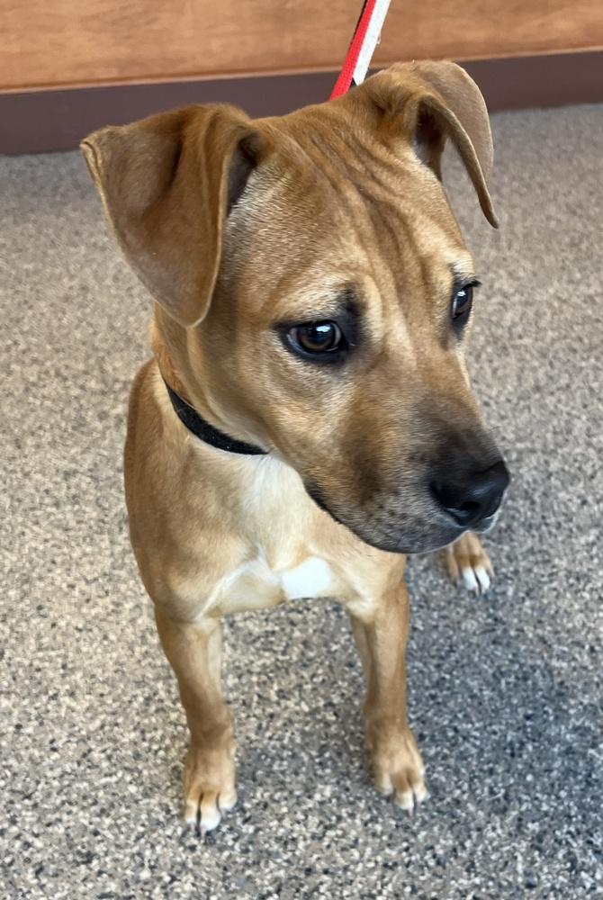 Enlarge Lloyd, a Adoptable mixed breed in Greenbelt, MD image 5/6
