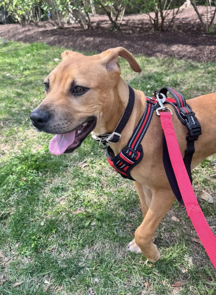 Enlarge Lloyd, a Adoptable mixed breed in Greenbelt, MD image 6/6