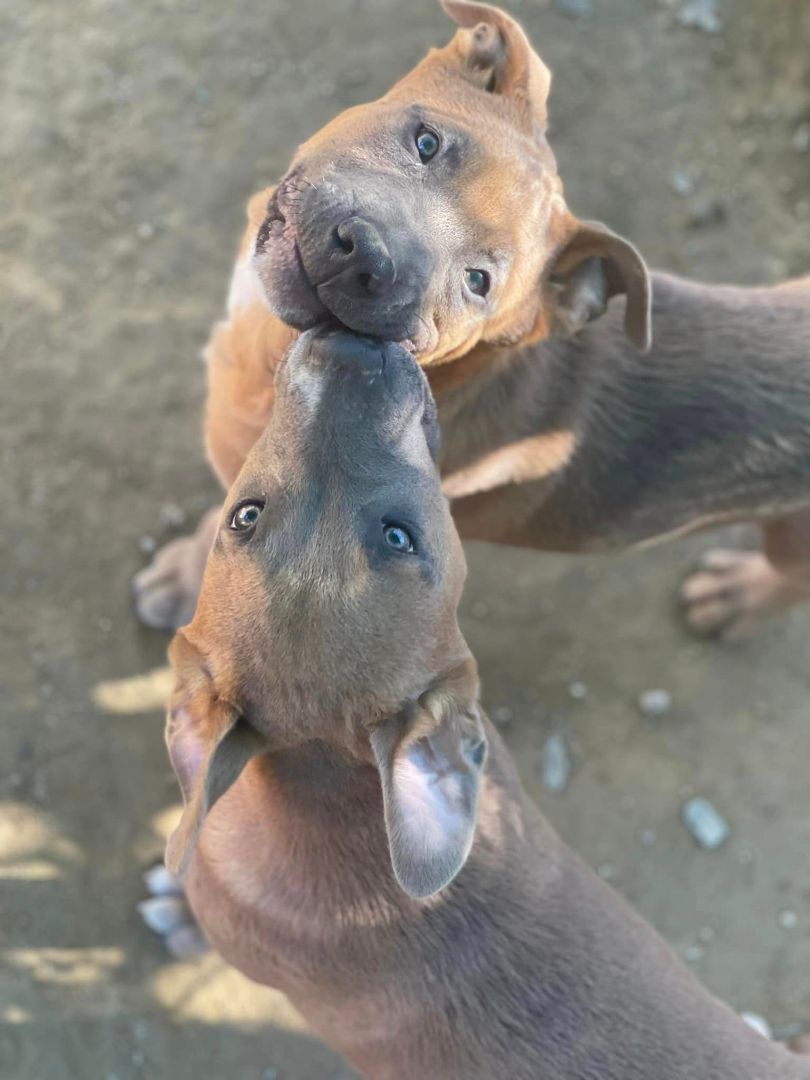 Chuck Aka Meat , a Adoptable mixed breed in Willits , CA image 1/5
